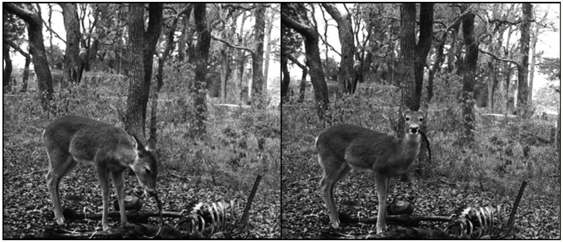A Deer Was Caught Gnawing On Human Remains And The End Is Nigh