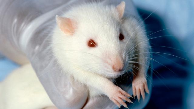 Scientists Transplanted A Rat Testicle Onto Another Rat’s Neck [WARNING: Graphic]
