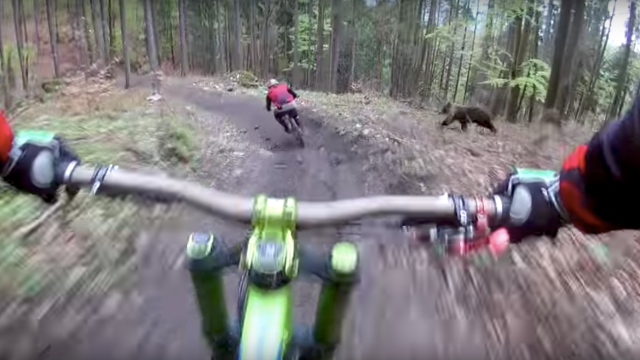 Mountain Biker Narrowly Avoids Getting Mauled By A Bear
