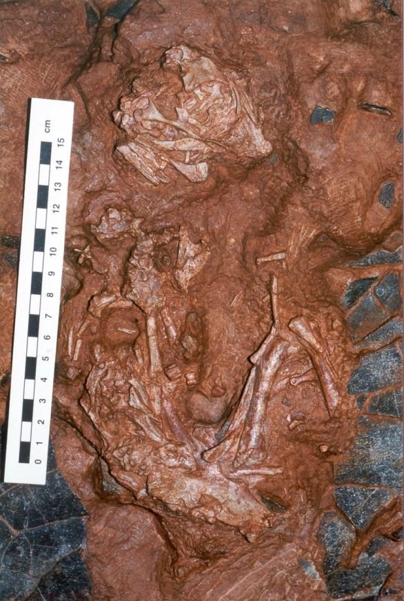 Celebrated ‘Baby Louie’ Fossil Identified As New Dinosaur Species