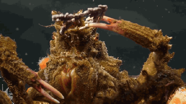 Genius Crabs Use Natural Velcro To Cover Themselves In Camouflage
