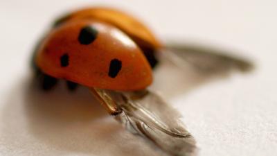 Your Umbrella May Be Getting An Upgrade Thanks To Ladybird Wings