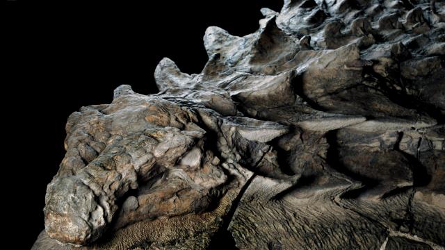 How Does A 110-Million-Year-Old Dinosaur Still Have Its Skin?