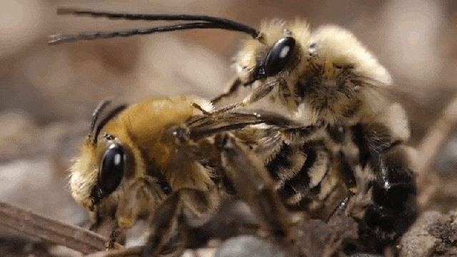 You Will Feel Unclean Watching This Video Of Bee Sex