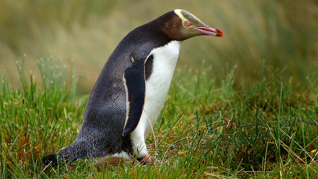 New Zealand’s Beloved Penguins May Be Doomed