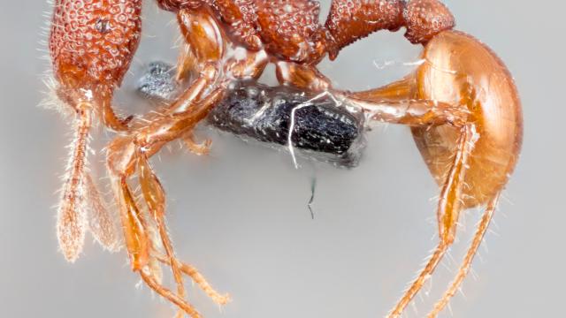 Terrifying-Looking T.Rex Ants Actually Total Wimps