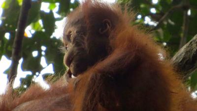 Baby Orangutans Rely On Their Mothers’ Milk For Almost A Decade