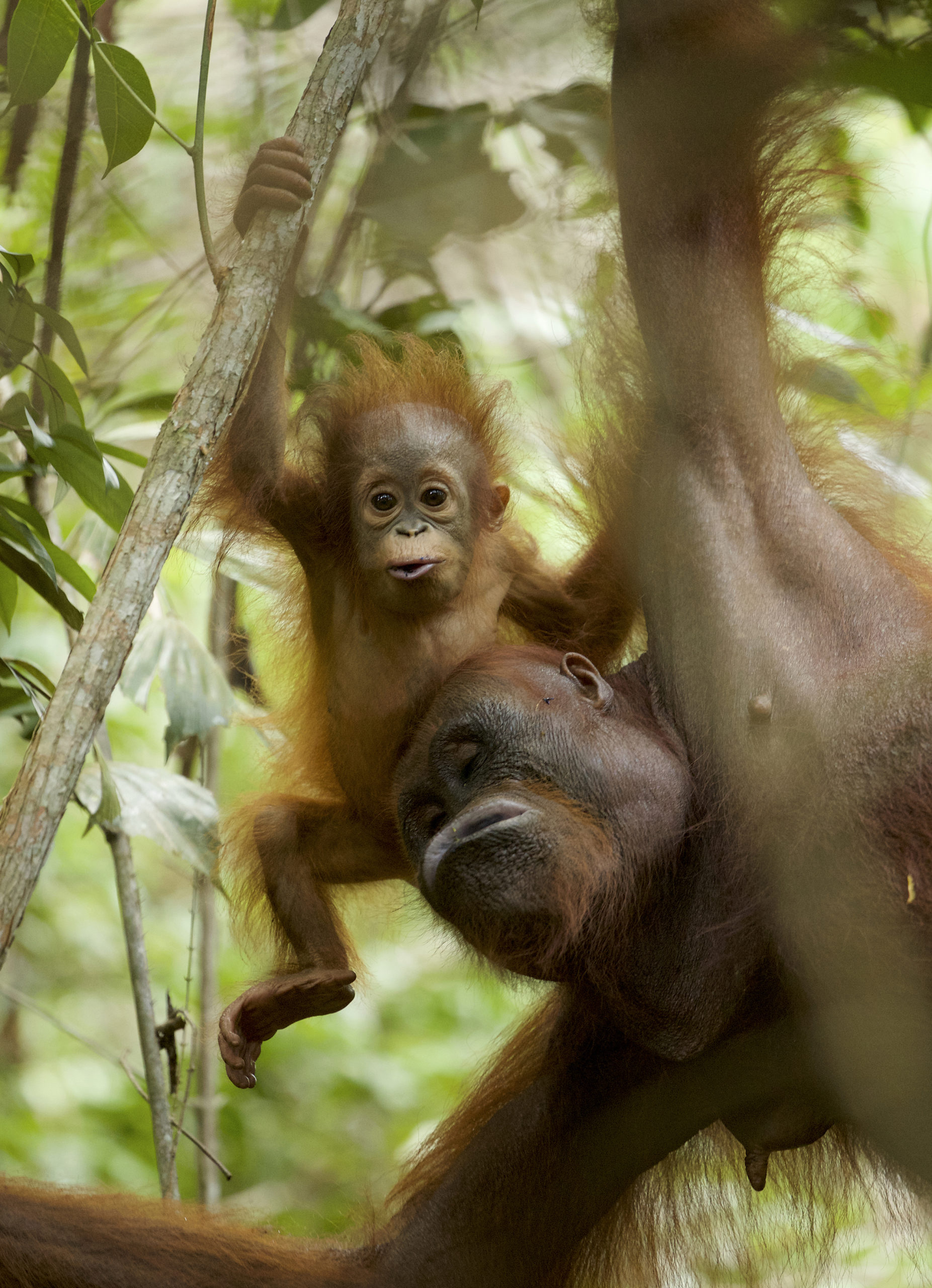 Baby Orangutans Rely On Their Mothers’ Milk For Almost A Decade