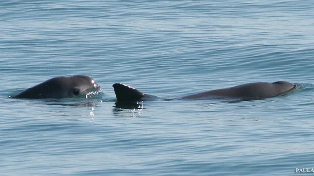‘Panda’ Porpoise Could Be Extinct In Months