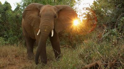 Big Game Hunter Crushed To Death By Elephant 