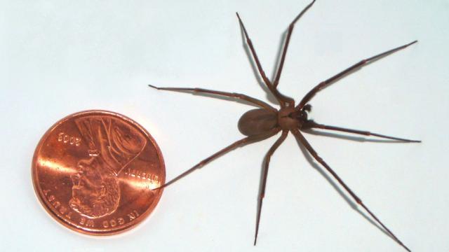 US Doctors Mistook Anthrax For A Spider Bite