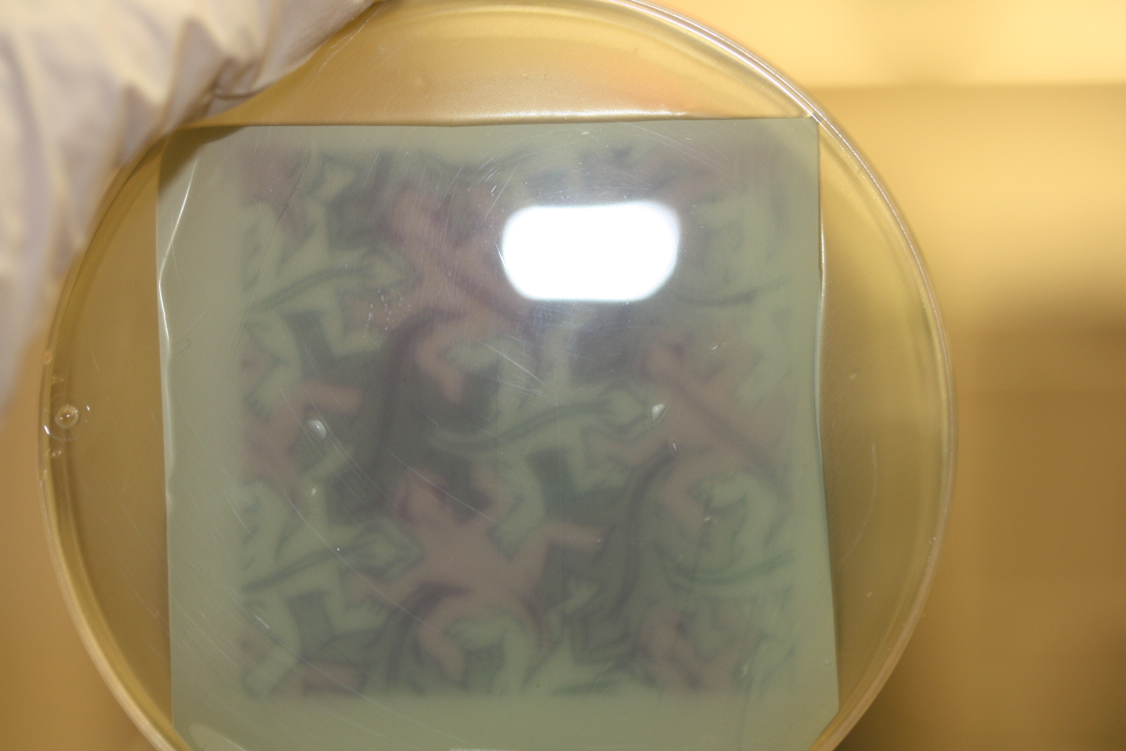 Scientists Engineered Bacteria To Make Picture Of Super Mario