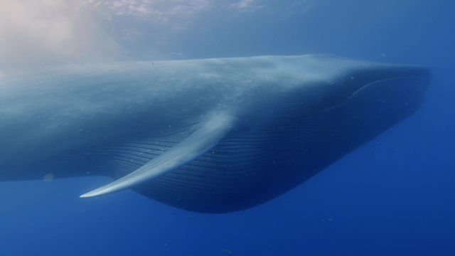The Wild Reason Whales Got So Freakishly Big