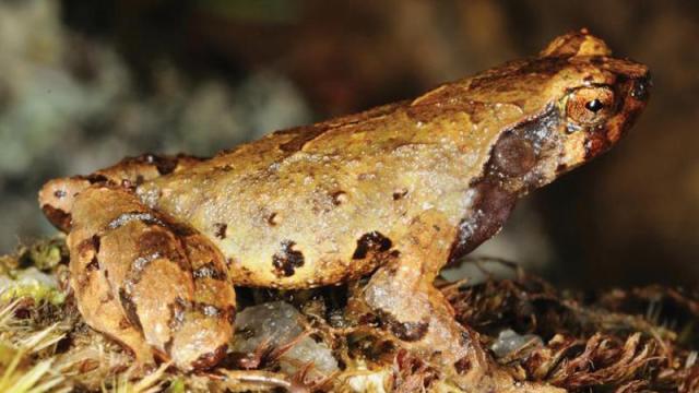 Adorable New Elfin Toad Is Straight Out Of Middle-Earth