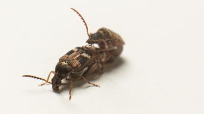 Beetle Genitals Are Undergoing A Weird Evolutionary Arms Race