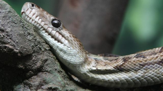 Coordinated Boa Attacks Are A Horror You Didn’t Know Existed