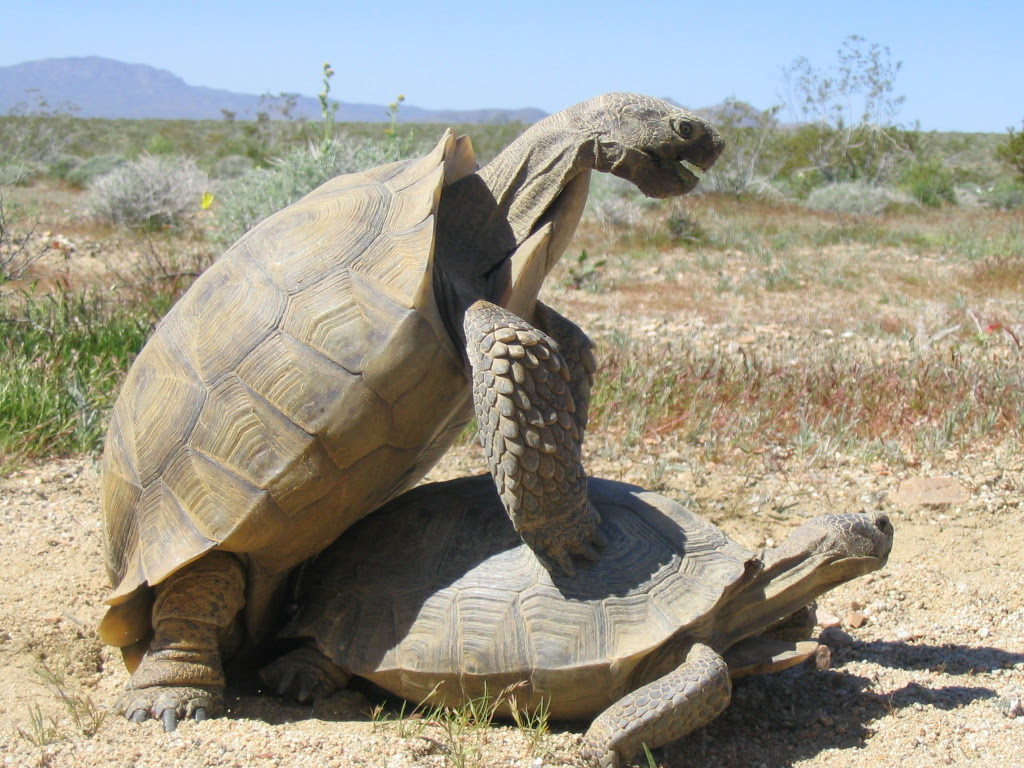 Male Tortoises Mysteriously Stop Boning