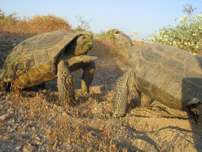 Male Tortoises Mysteriously Stop Boning
