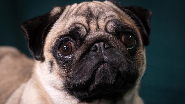 Study Identifies The Likely Genetic Mutation Responsible For Smooshed-Faced Dogs