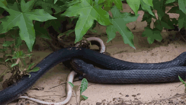 Here’s A Snake Vomiting A Live Snake
