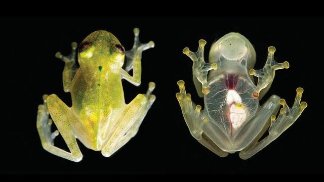 This Freaky Frog Is So Transparent You Can See Its Internal Organs