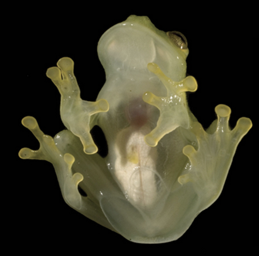 This Freaky Frog Is So Transparent You Can See Its Internal Organs