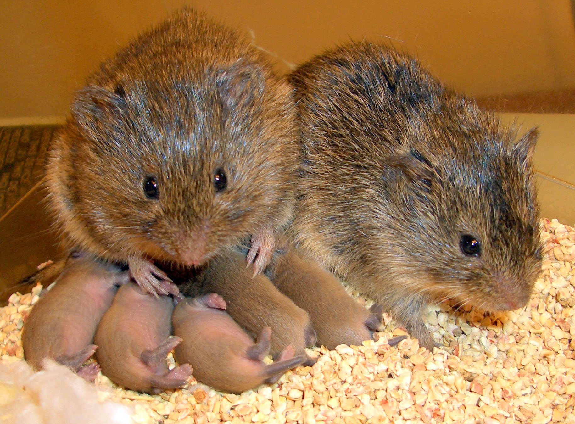 Why Prairie Voles Cuddle The Crap Out Of Their Partners