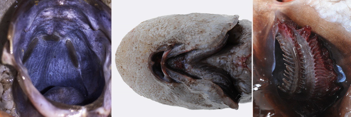 Here’s What That ‘Faceless Fish’ Actually Is