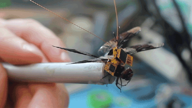 This Cyborg Dragonfly Is The Tiniest Drone