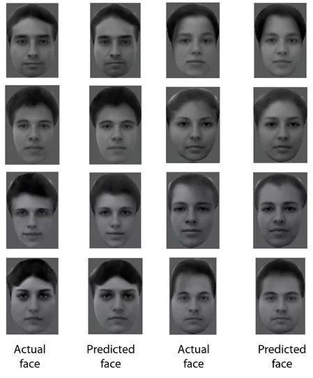 Scientists Demonstrate Ability To Decode Images Of Human Faces By Scanning Monkeys’ Brains