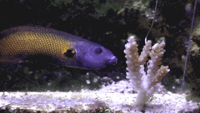 Freaky Fish Dines On Coral Snot With Sloppy Kiss Of Death