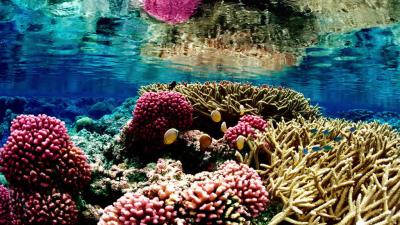 Why There’s Still Hope For The World’s Coral Reefs