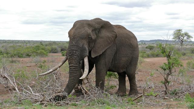 When Will The Great Human-Elephant War End?