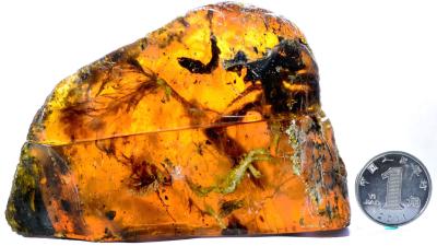 Scientists Find 100 Million-Year-Old, Nearly Complete Baby Bird Trapped In Amber