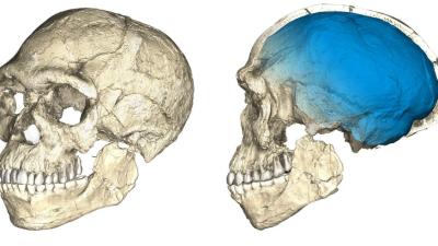 Incredible Discovery Pushes Back Origin Of Homo Sapiens By 100,000 Years