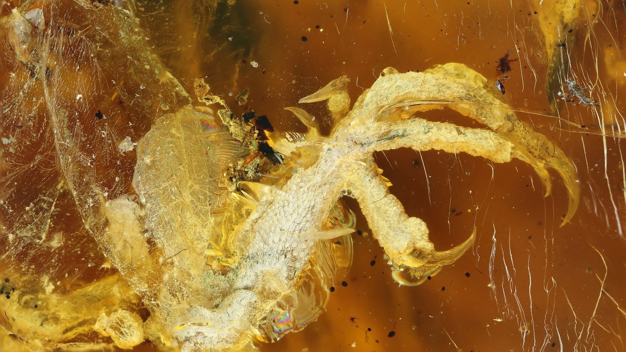 Scientists Find 100 Million-Year-Old, Nearly Complete Baby Bird Trapped In Amber