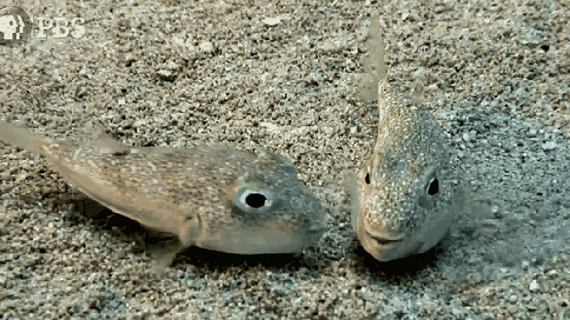 Pufferfish Have Some Very Intricate Sex Rituals
