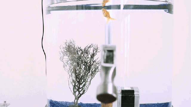 A Goldfish-Controlled Hammer Is Scarier Than Jaws