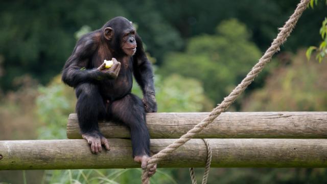 US Appeals Court Says Chimps Are Not Legal Persons, Here’s Why They’re Wrong