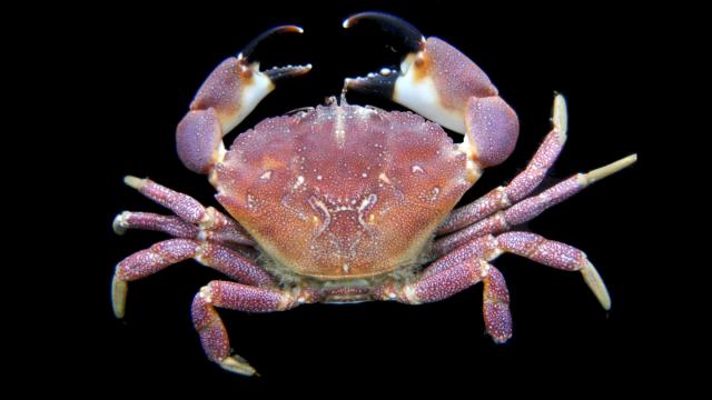 These Female Crabs Store A Load Of Sperm