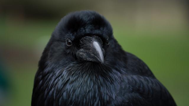 Ravens Remember If You Were A Dick To Them