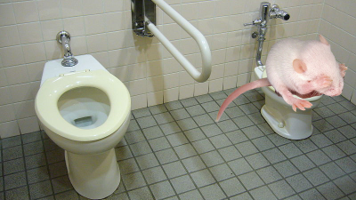 Why Do Sick Bodies Turn Poop Into Diarrhoea?
