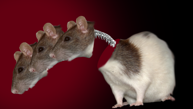 Head Transplant Scientists Re-Attach Rat Spines, Others Not Convinced