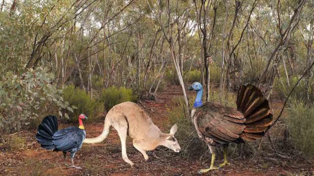Giant Flying Turkeys Once Roamed Australia Because Of Course They Did
