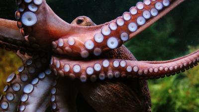 This Is How We Know the Octopus Feels Pain