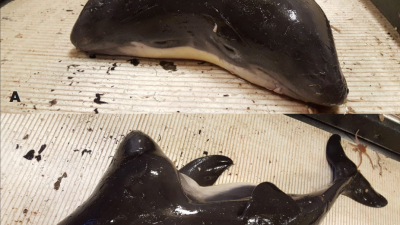 First Two-Headed Porpoise Discovered