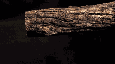 Slowly Slicing Through A Log Reveals An Alien World