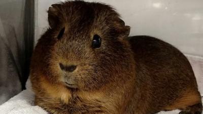 This Is What Happens When You Teach An AI To Name Guinea Pigs