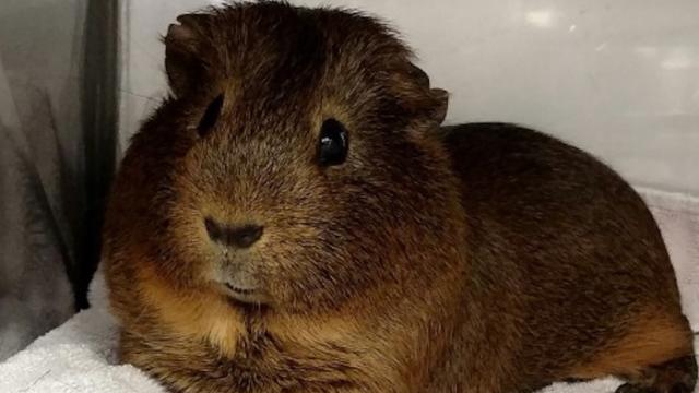 This Is What Happens When You Teach An AI To Name Guinea Pigs