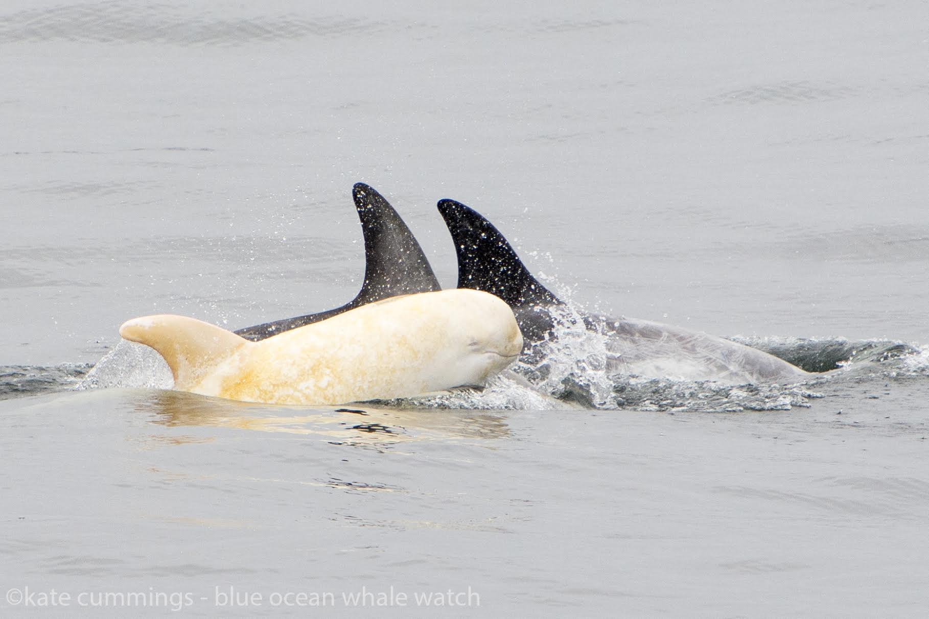 Incredibly Rare Albino Dolphin Spotted In California Being Adorable